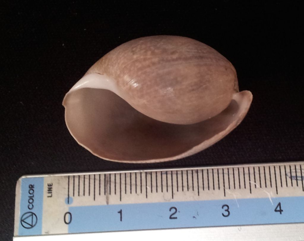 Gasteropode da determinare
